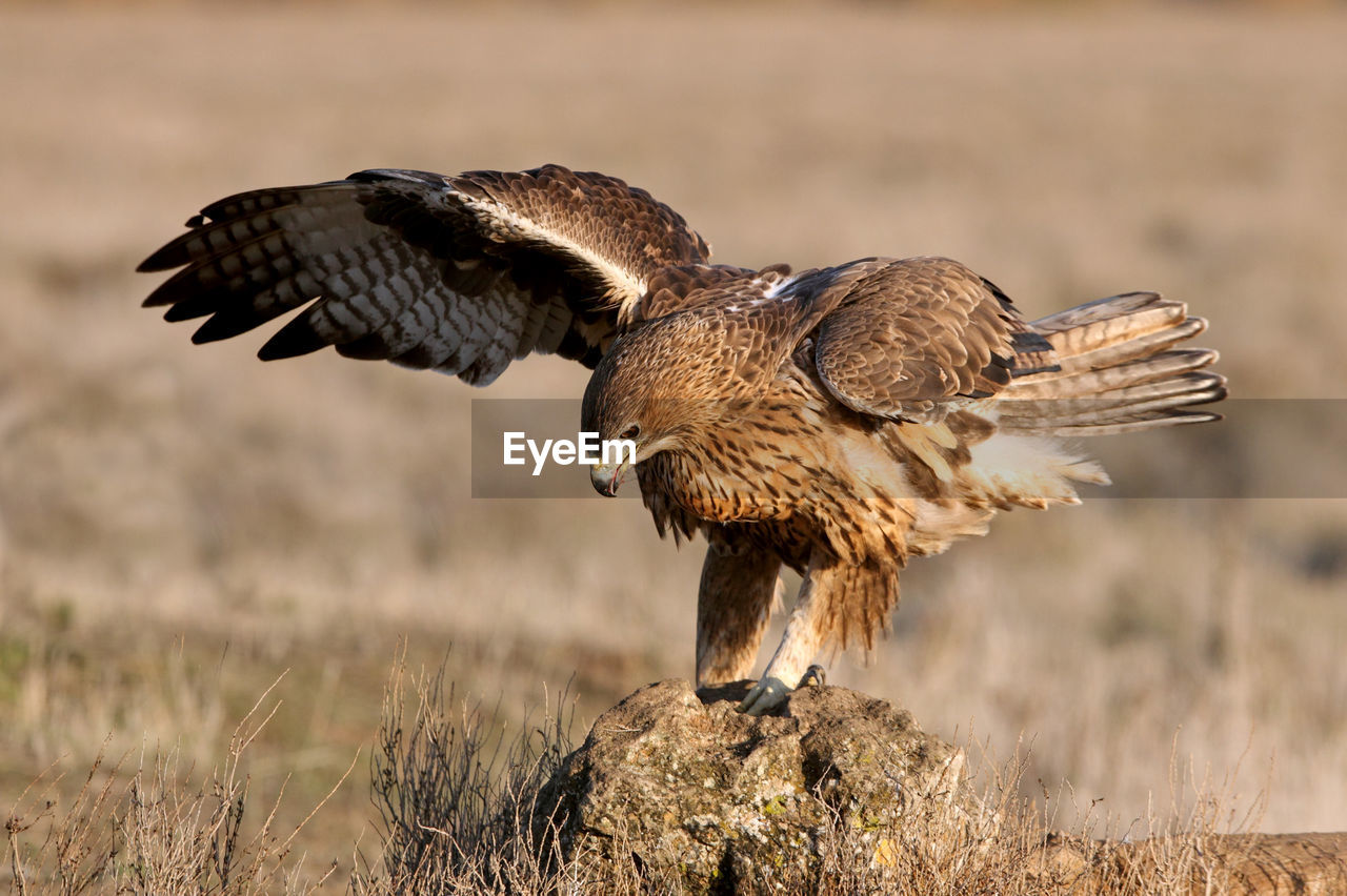 CLOSE-UP OF A BIRD