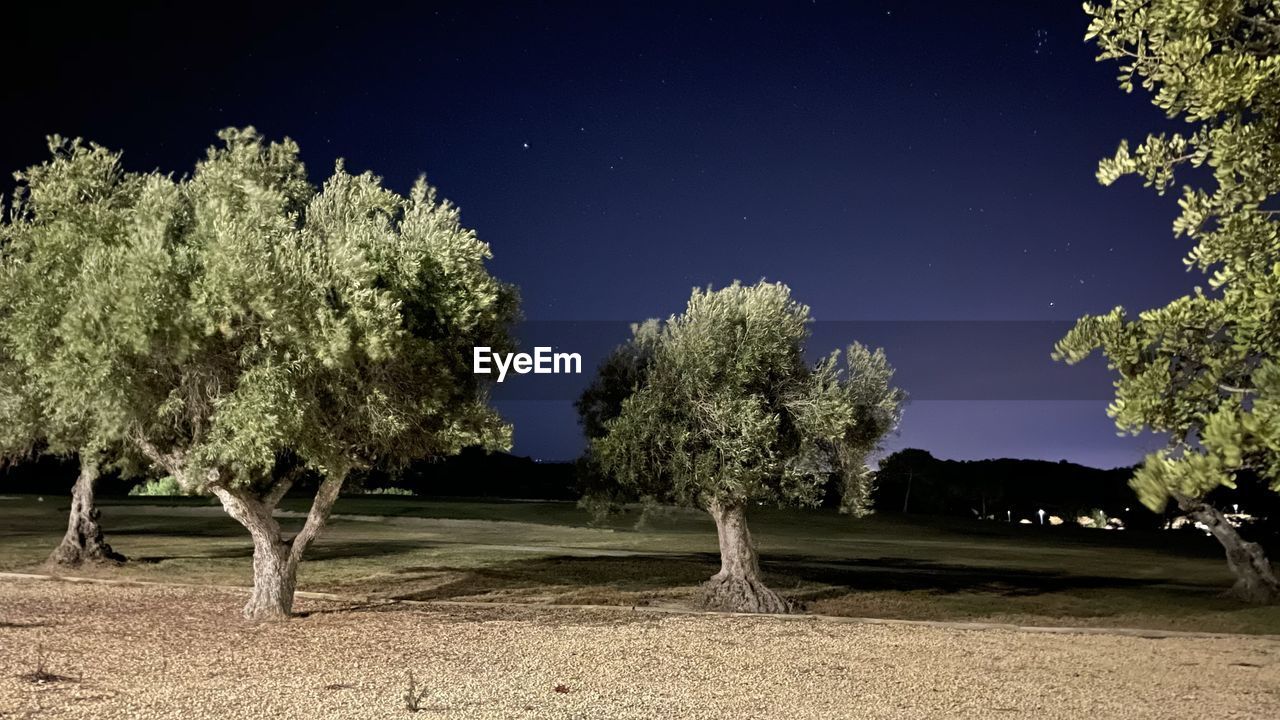 TREES GROWING ON FIELD AGAINST SKY