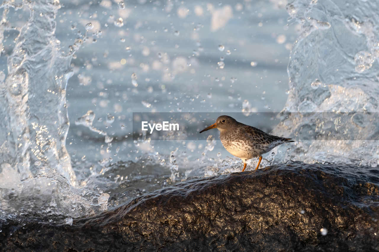 Purple sandpiper with crashing waves