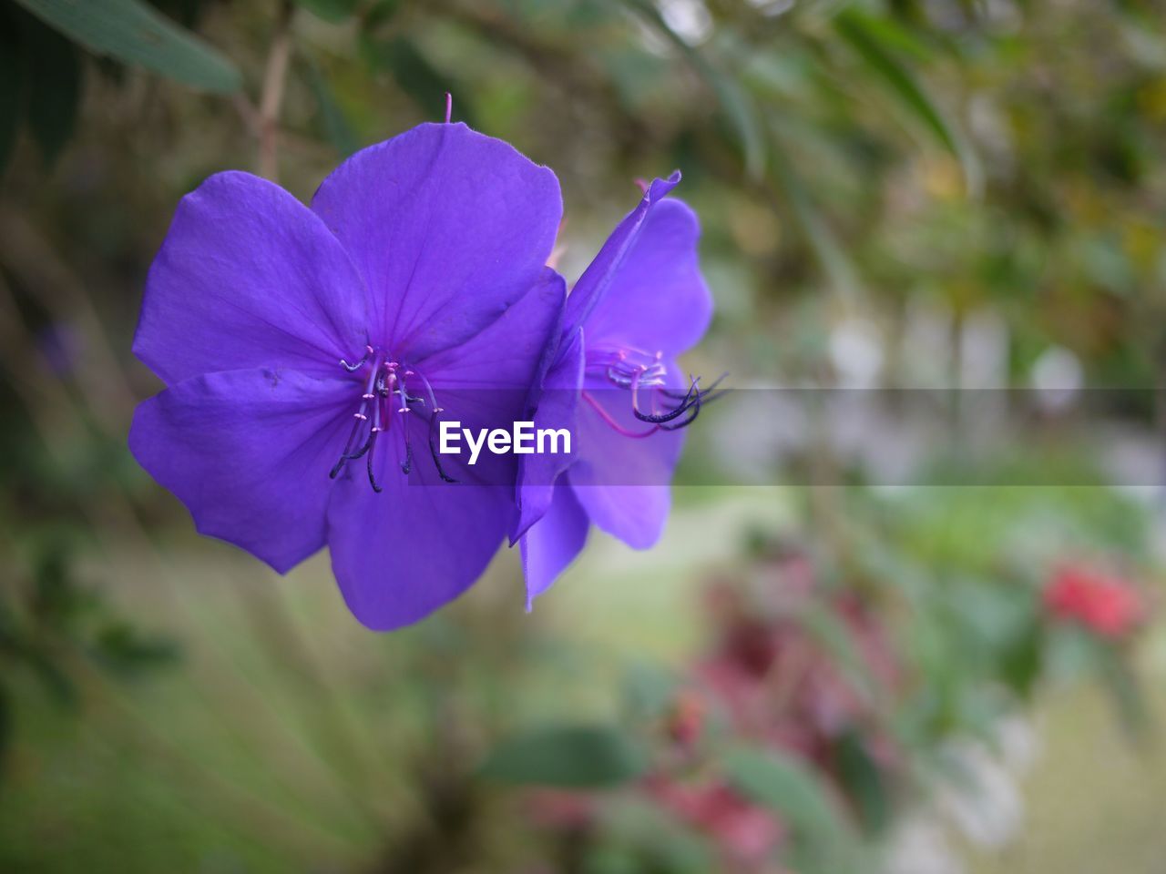 Close-up of purple flowers