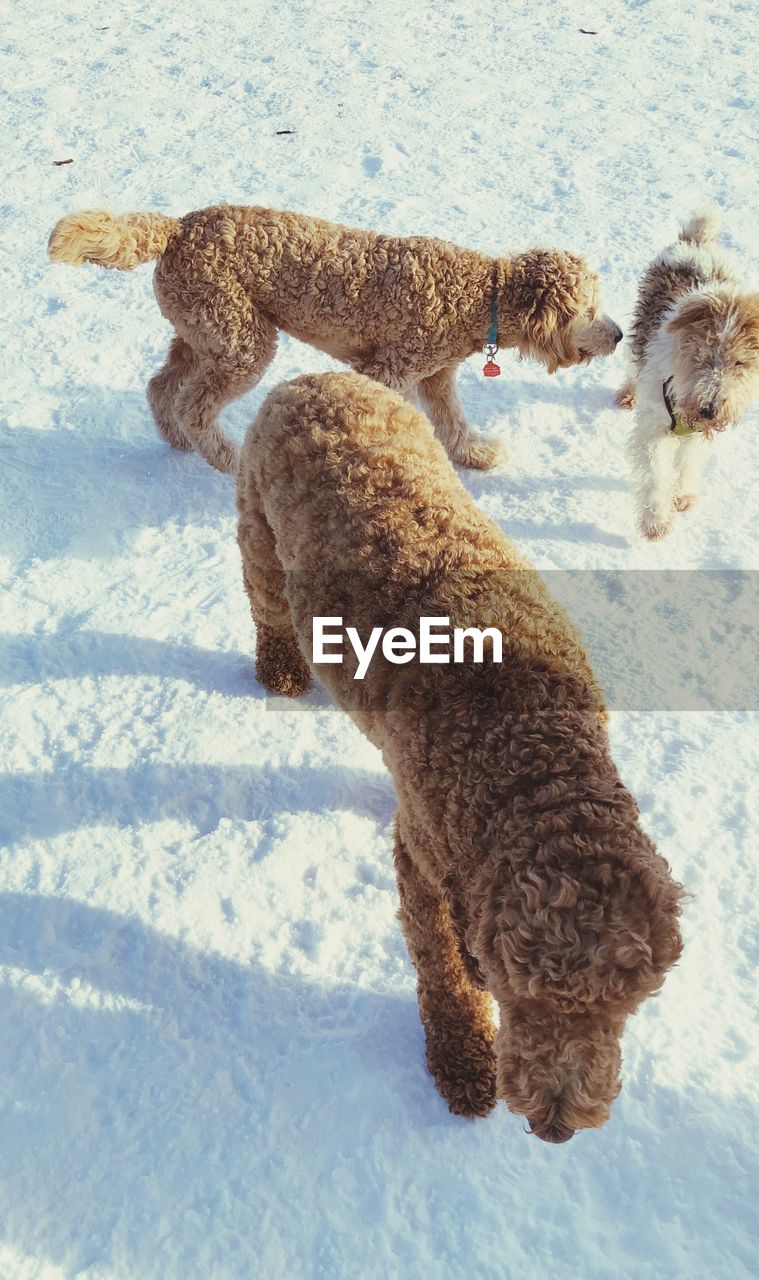 HIGH ANGLE VIEW OF DOG IN SNOW