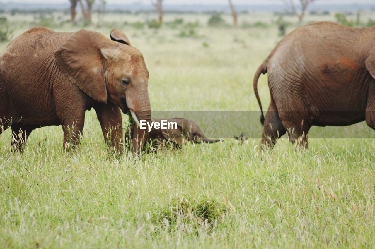 Elephant family in a field