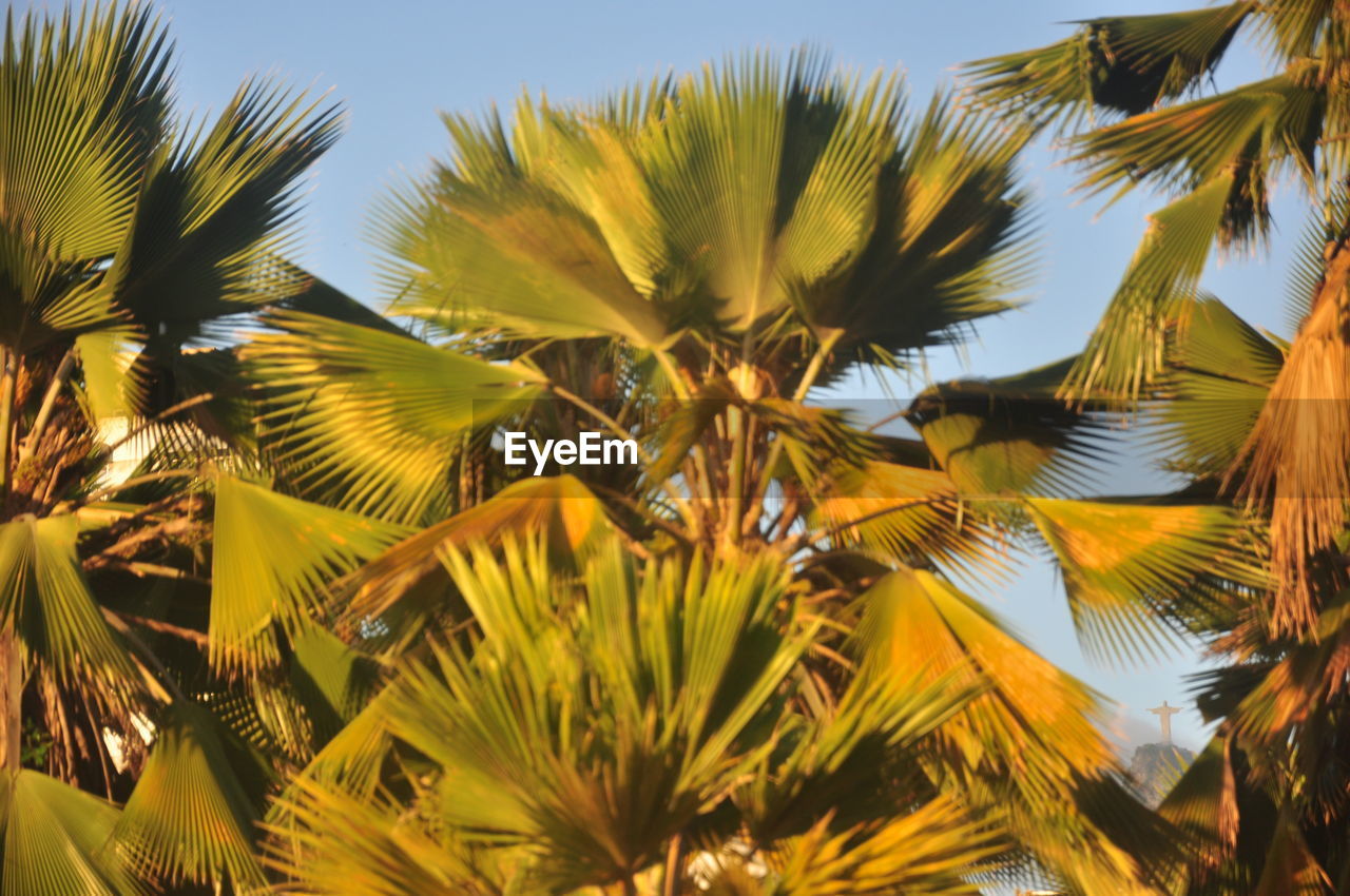 Low angle view of palm trees against sky