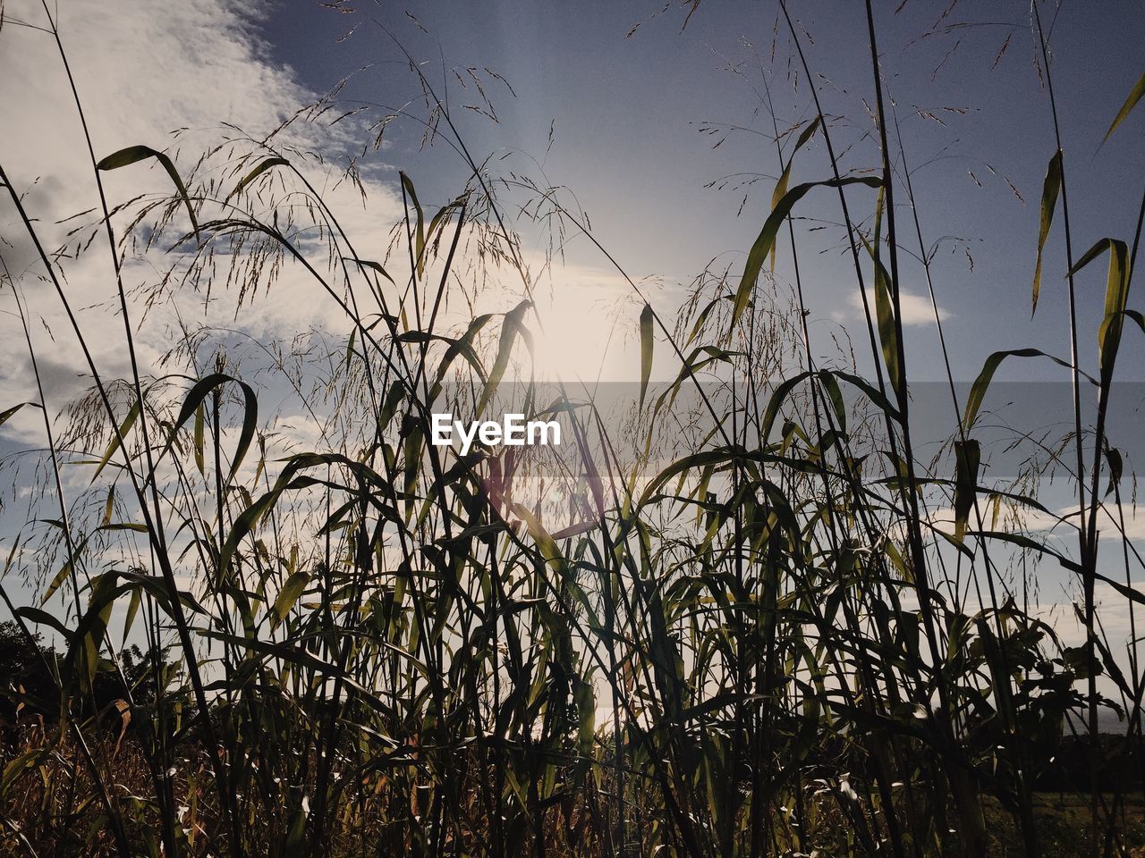 Low angle view of grass growing on field against sky