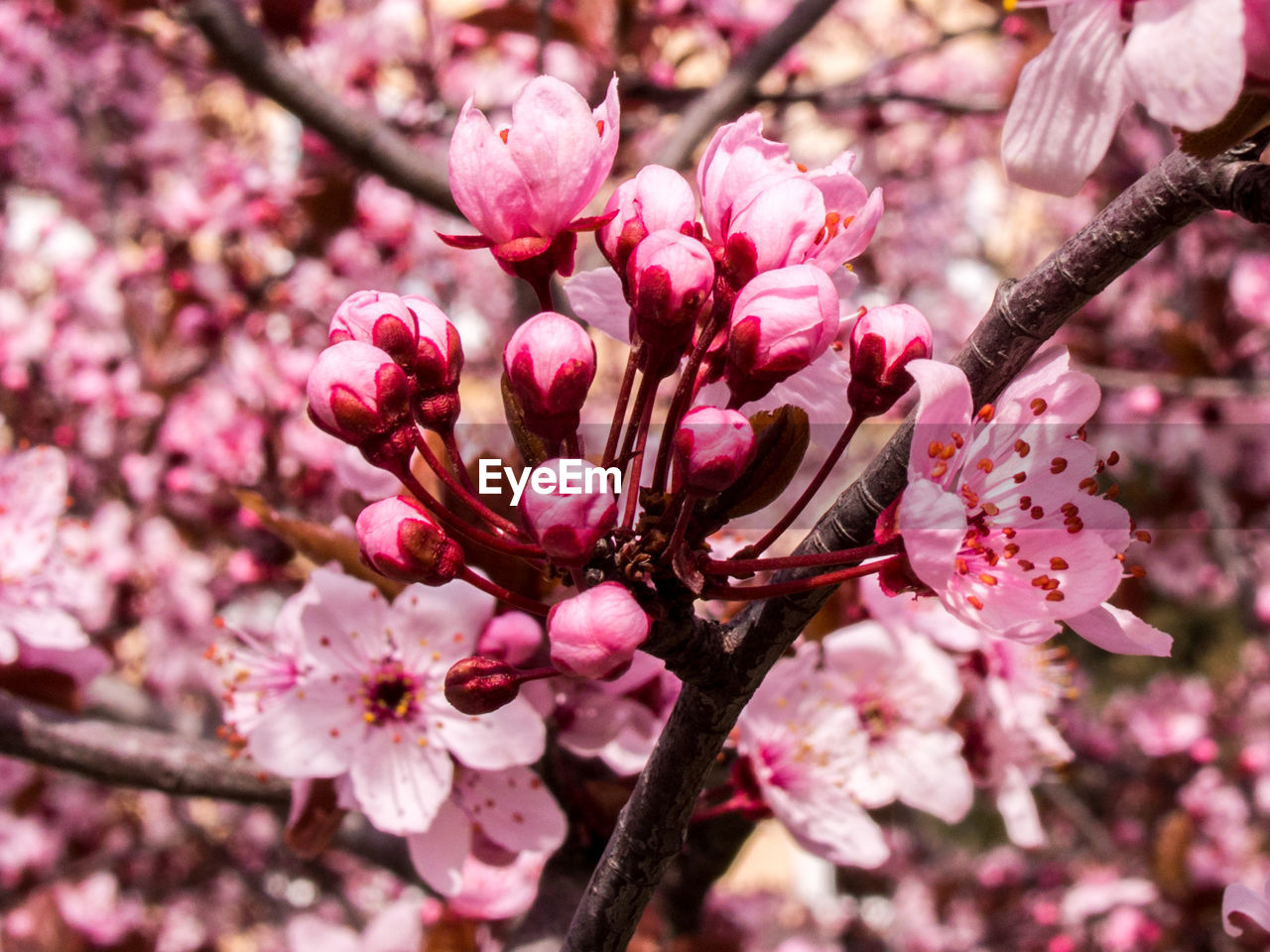 CLOSE-UP OF PINK CHERRY BLOSSOM