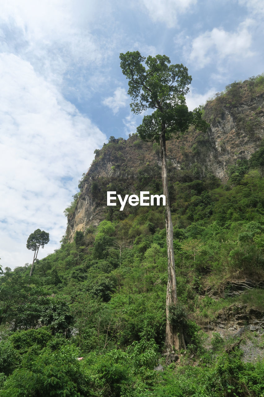 LOW ANGLE VIEW OF TREES ON MOUNTAIN