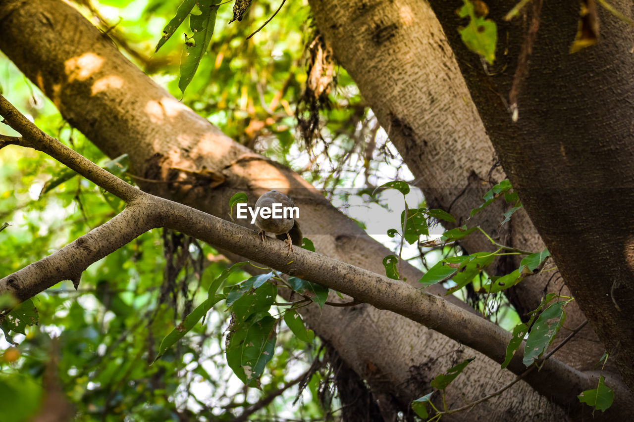 LOW ANGLE VIEW OF LIZARD ON TREE