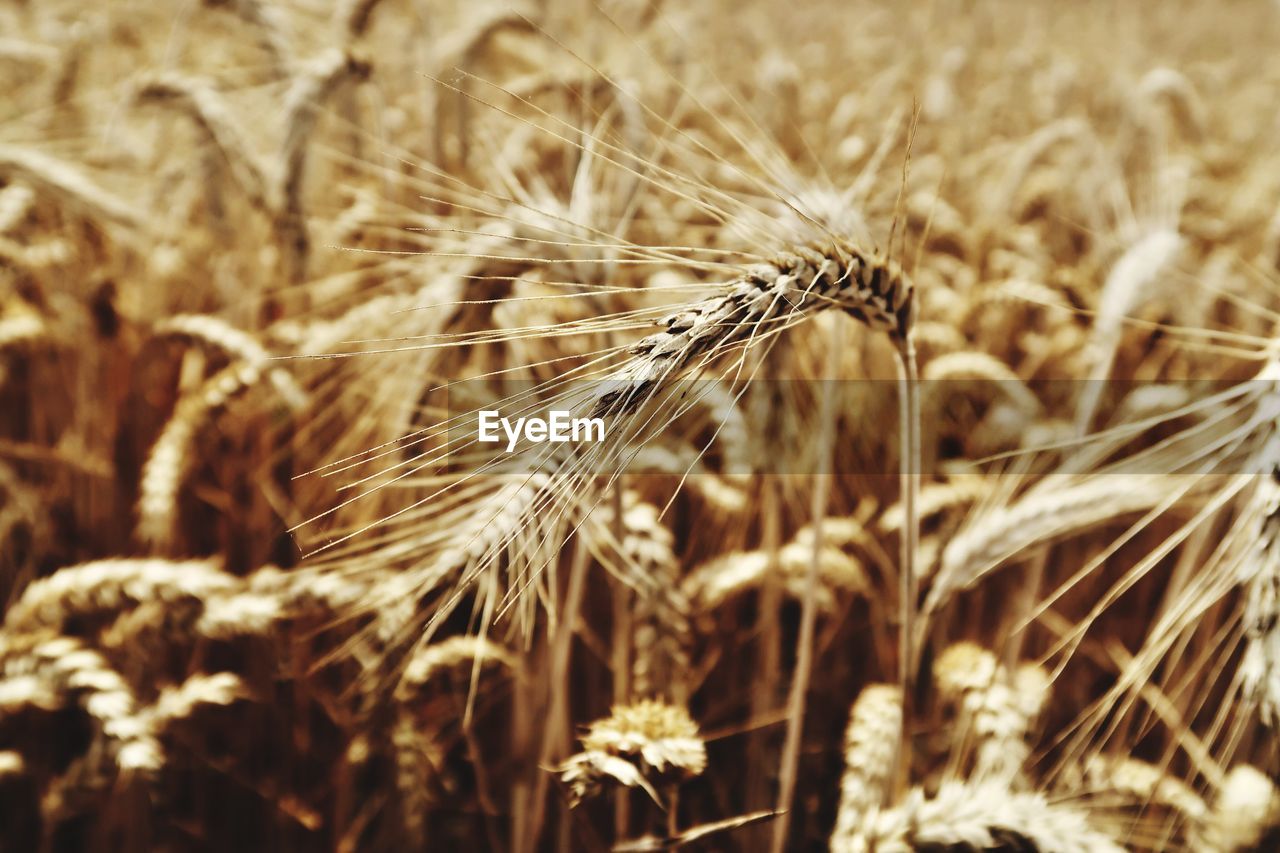 CLOSE-UP OF WILTED WHEAT FIELD