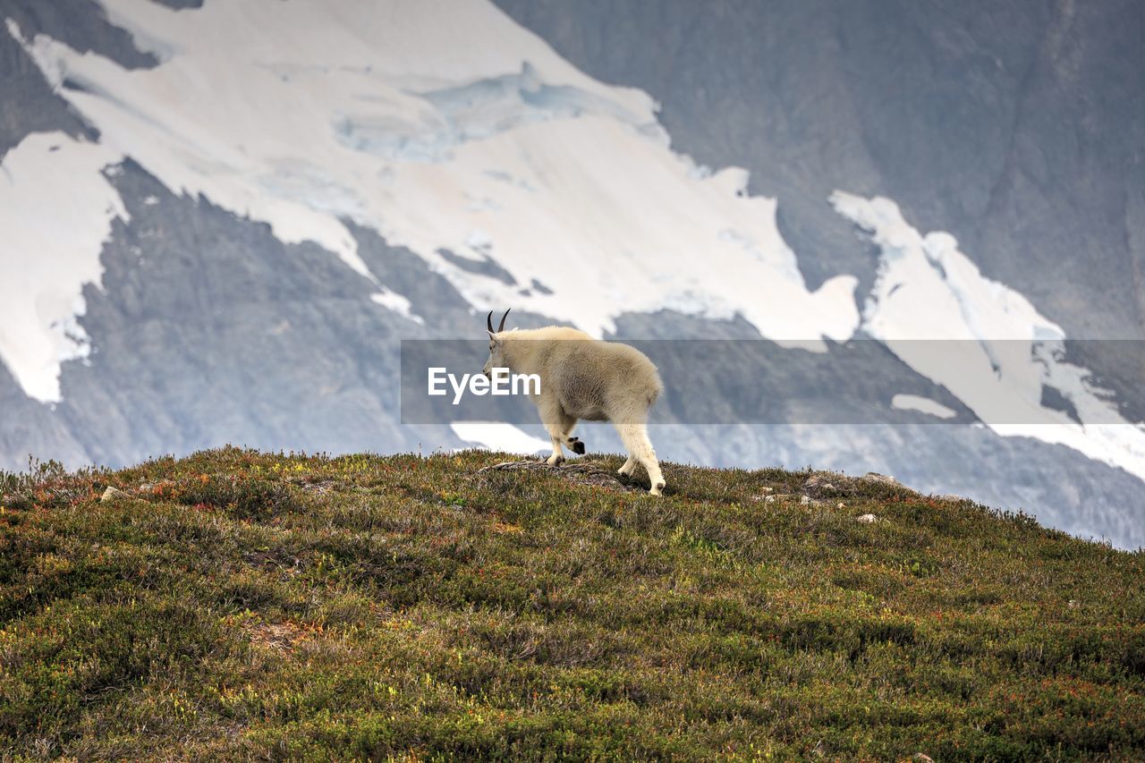 Mountain goat in north cascades national park, washington state, usa