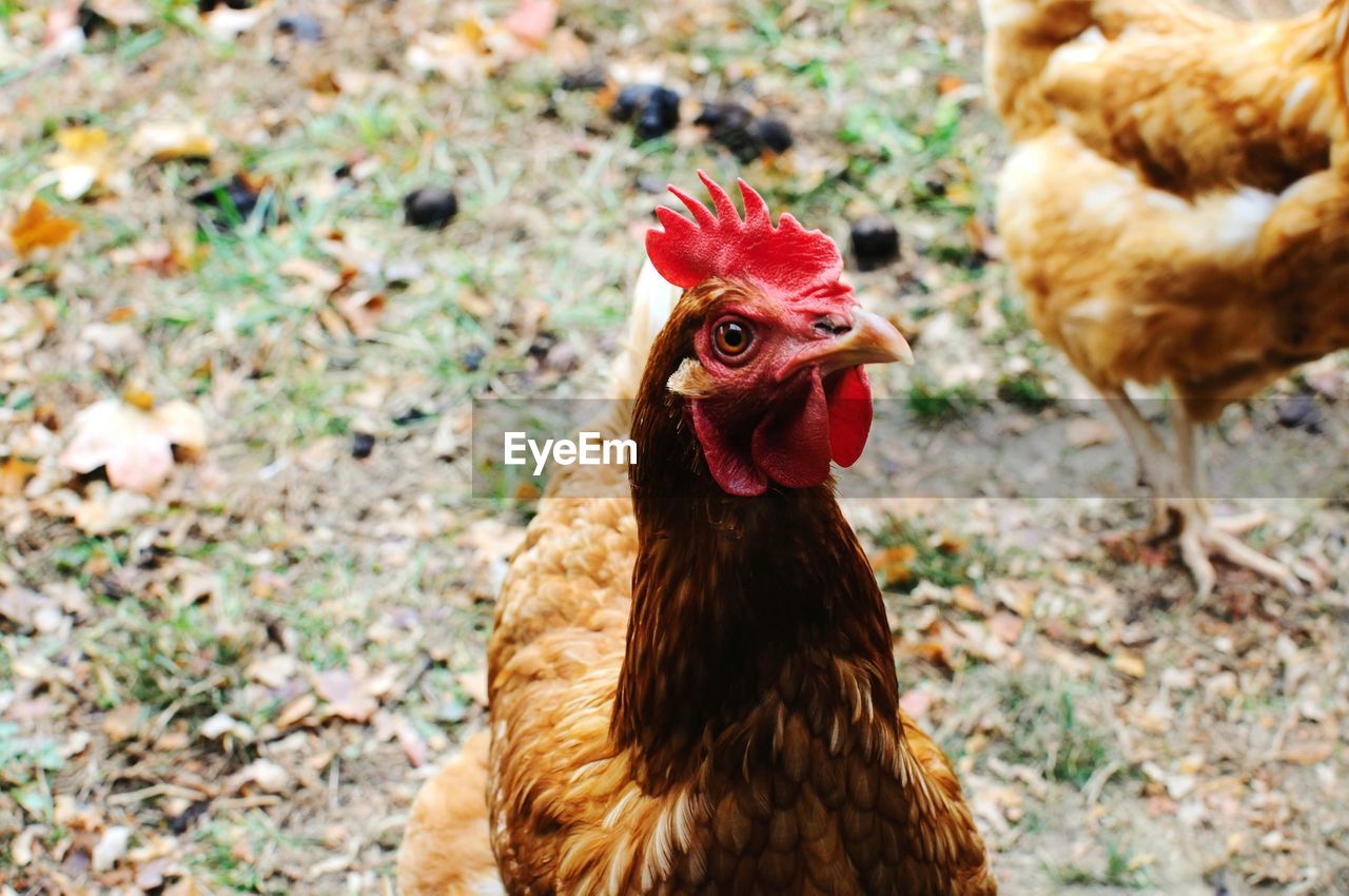 Close-up of hens on field