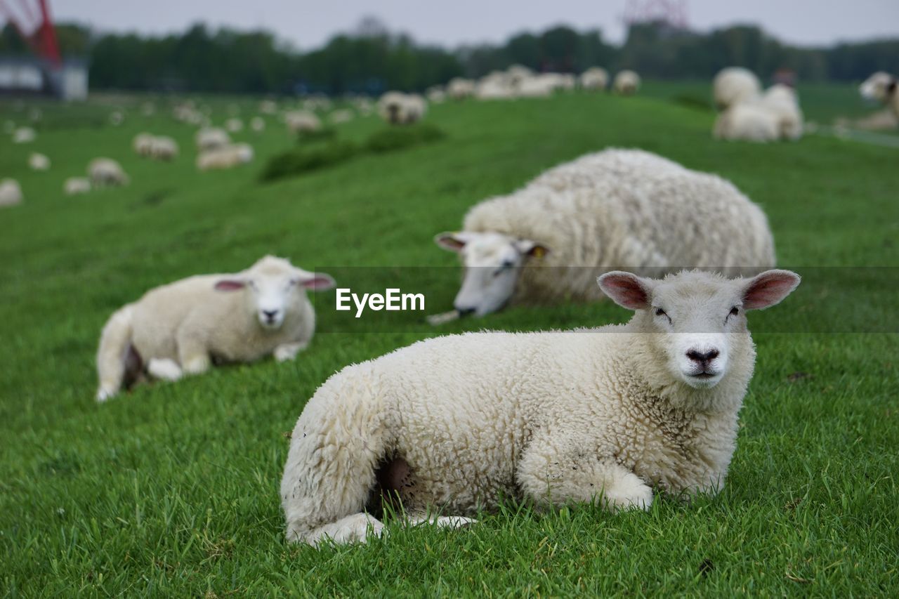 Sheep in a field