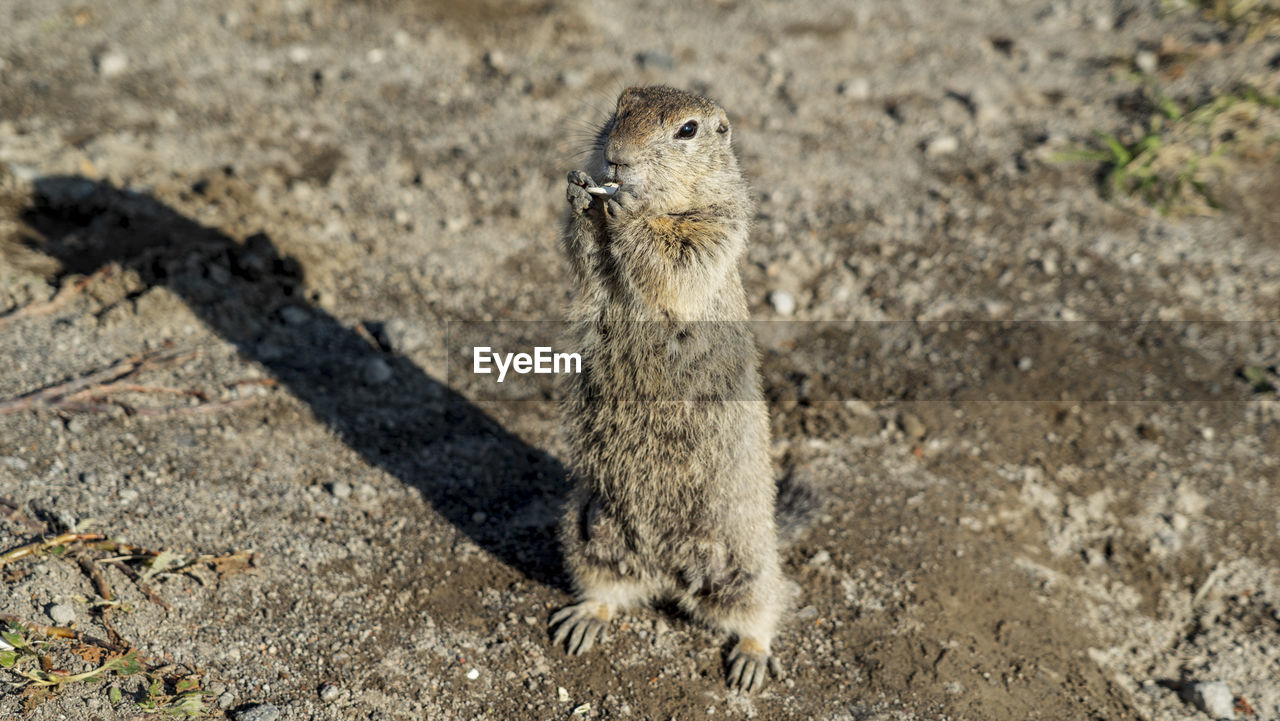 Evrazhka, an american ground squirrel. kamchatka, russia