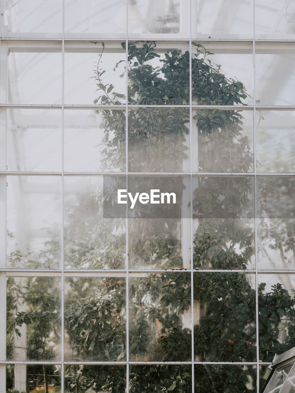 FULL FRAME SHOT OF GLASS WINDOW WITH TREES