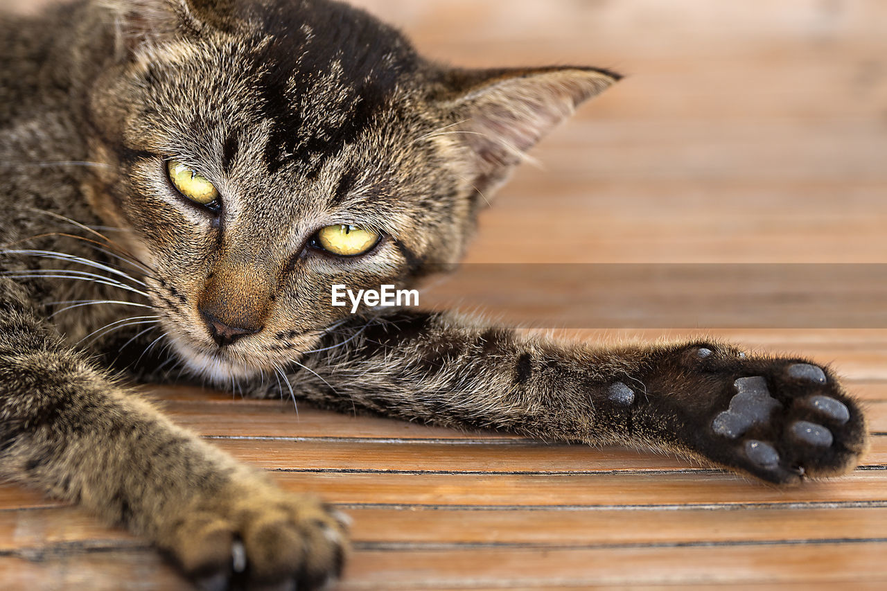 CLOSE-UP PORTRAIT OF A CAT