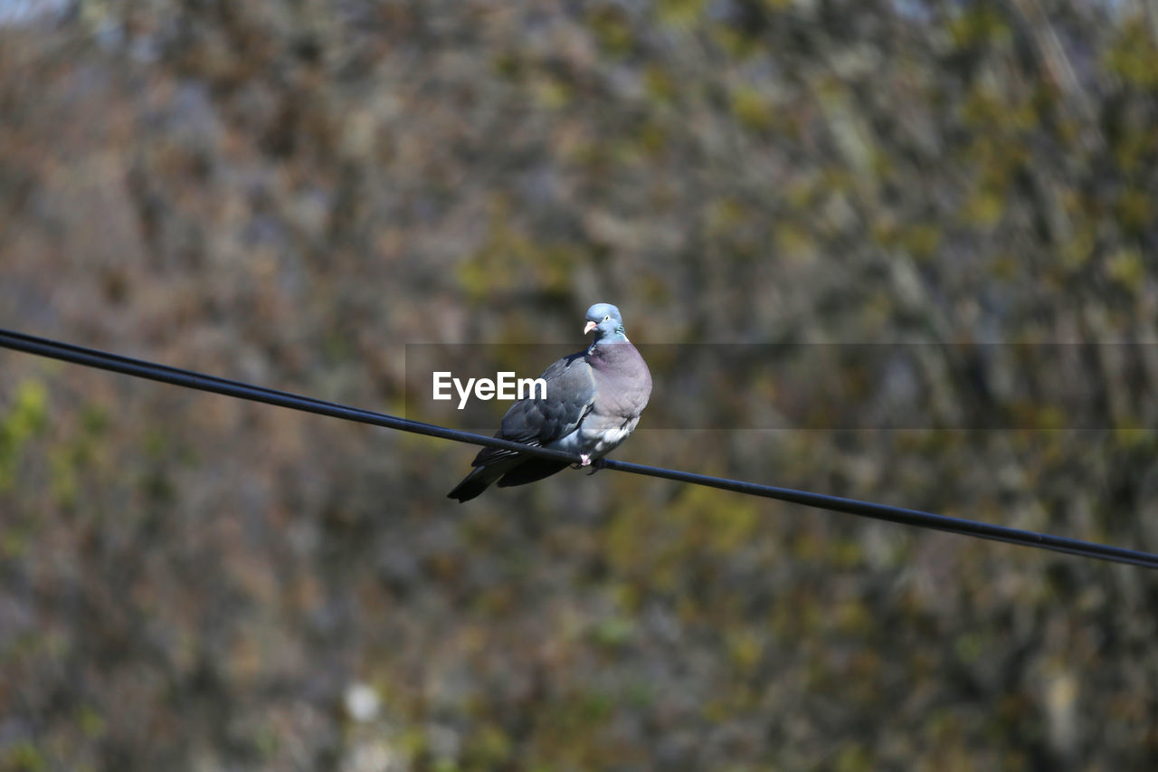 LOW ANGLE VIEW OF BIRD PERCHING ON CABLES