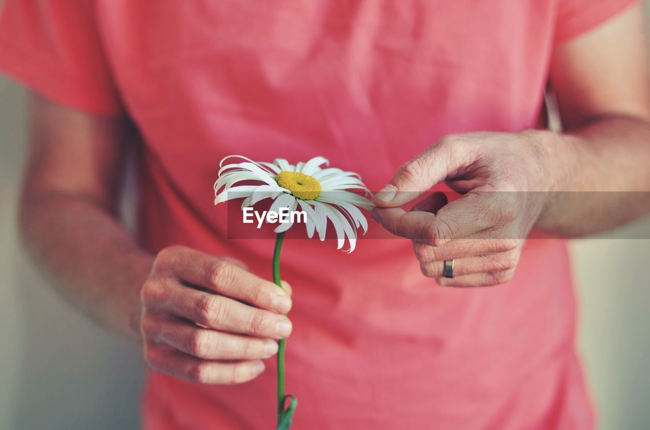 Midsection of person holding white daisy