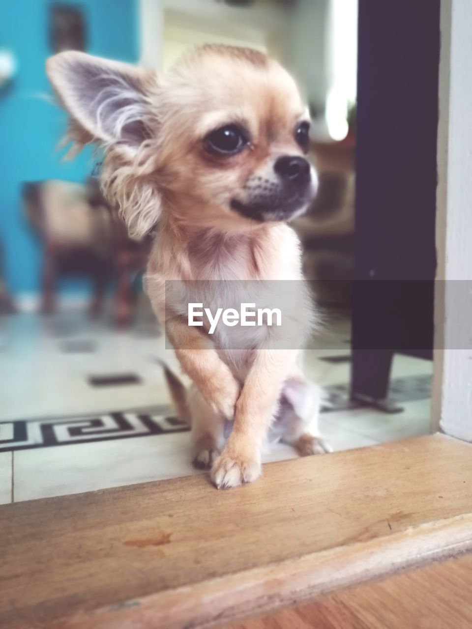 PORTRAIT OF DOG SITTING ON GROUND