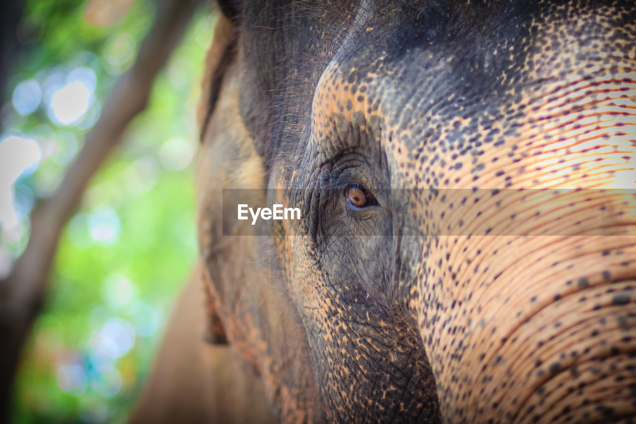 CLOSE-UP OF ELEPHANT LOOKING AT TREE