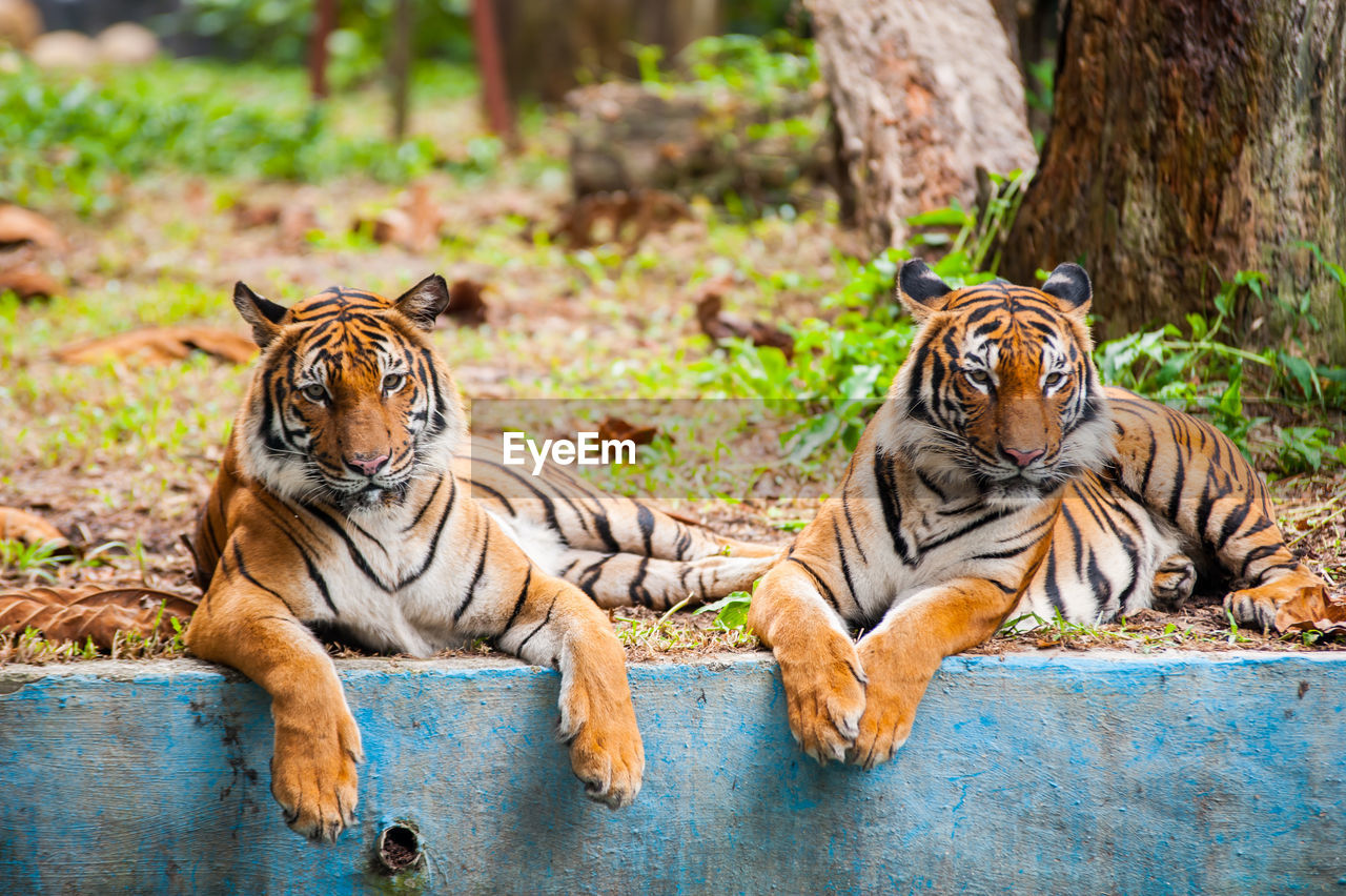 PORTRAIT OF TWO CATS IN ZOO