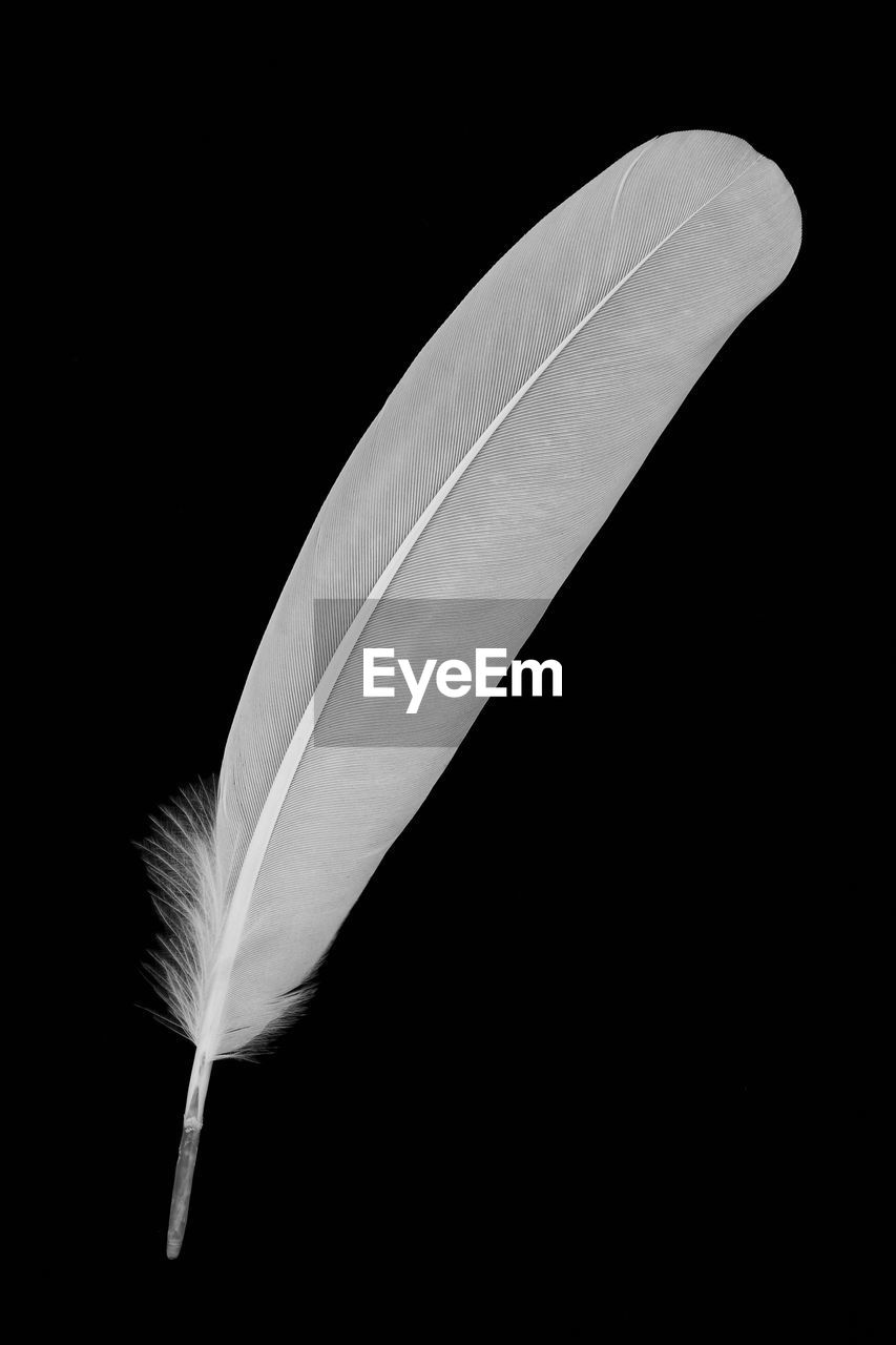 HIGH ANGLE VIEW OF FEATHER ON BLACK BACKGROUND