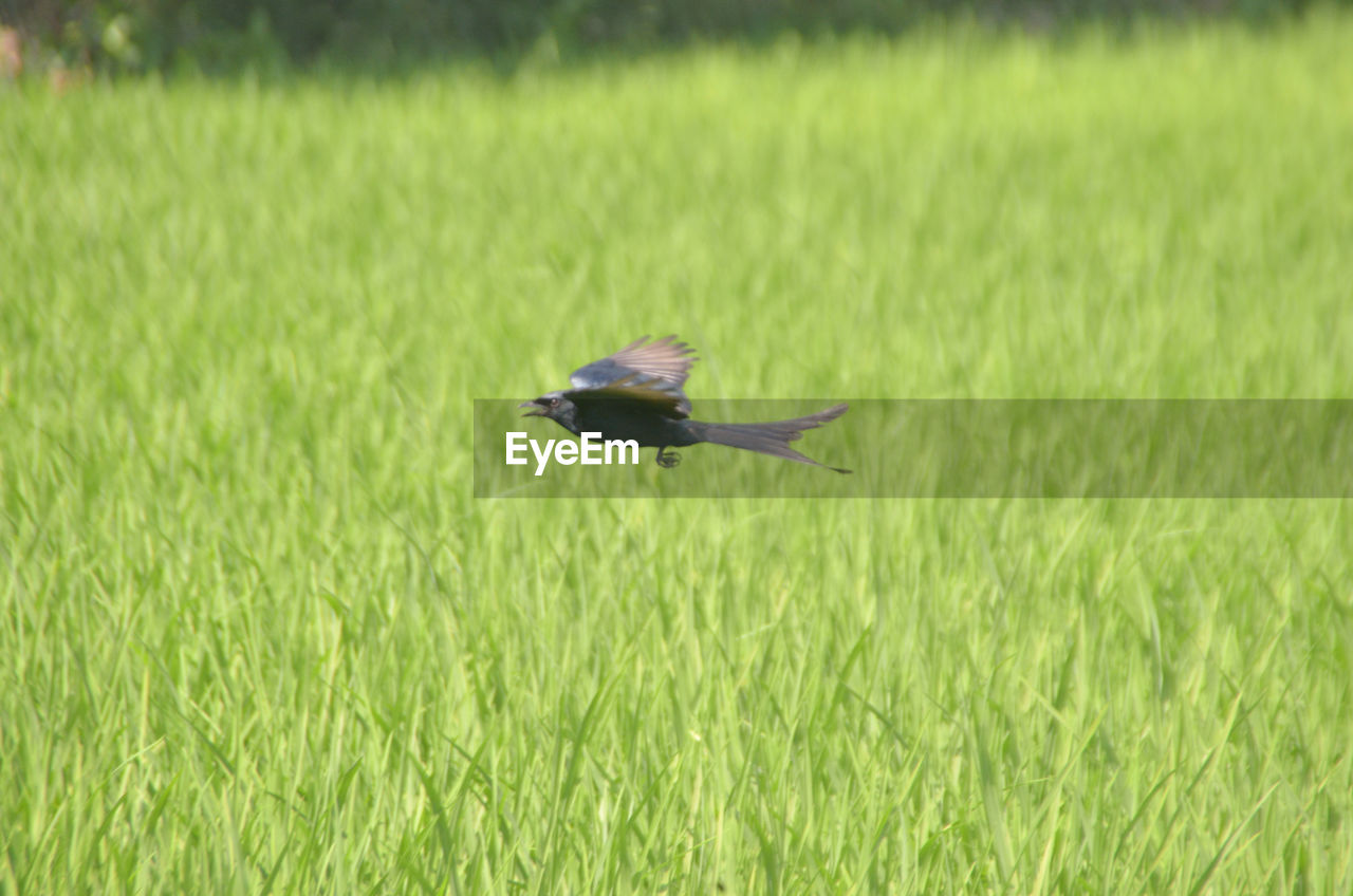 BIRD FLYING OVER GRASS FIELD