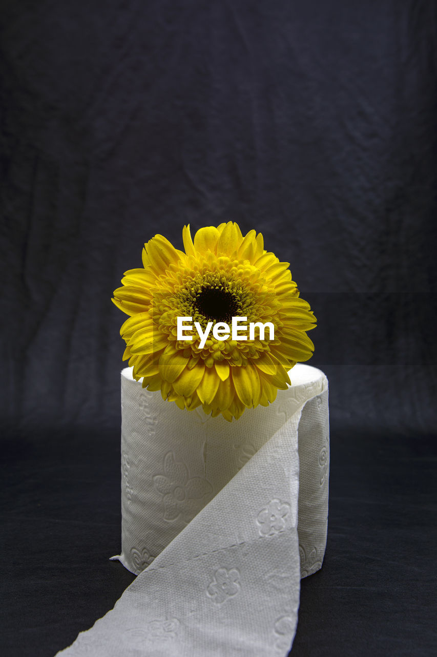 Close-up of yellow daisy flower on table