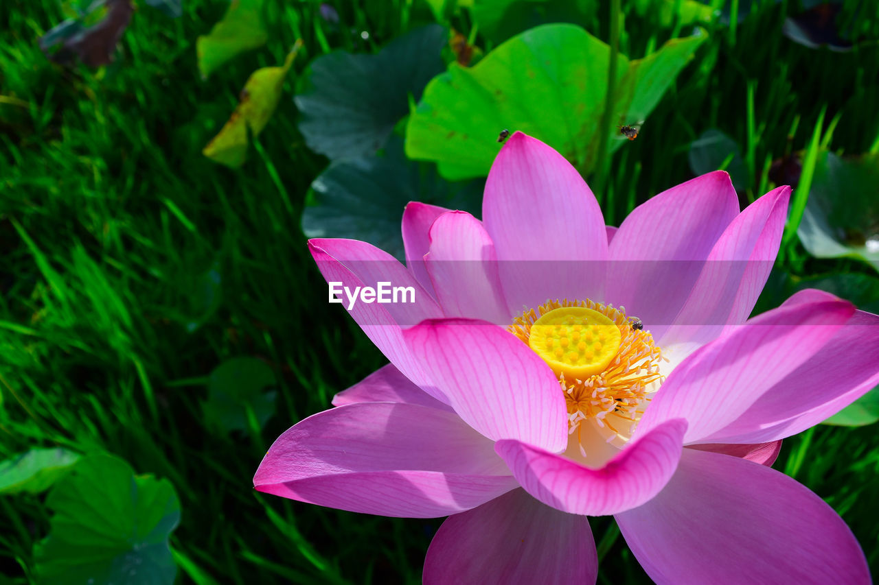 Close-up of lotus water lily blooming outdoors