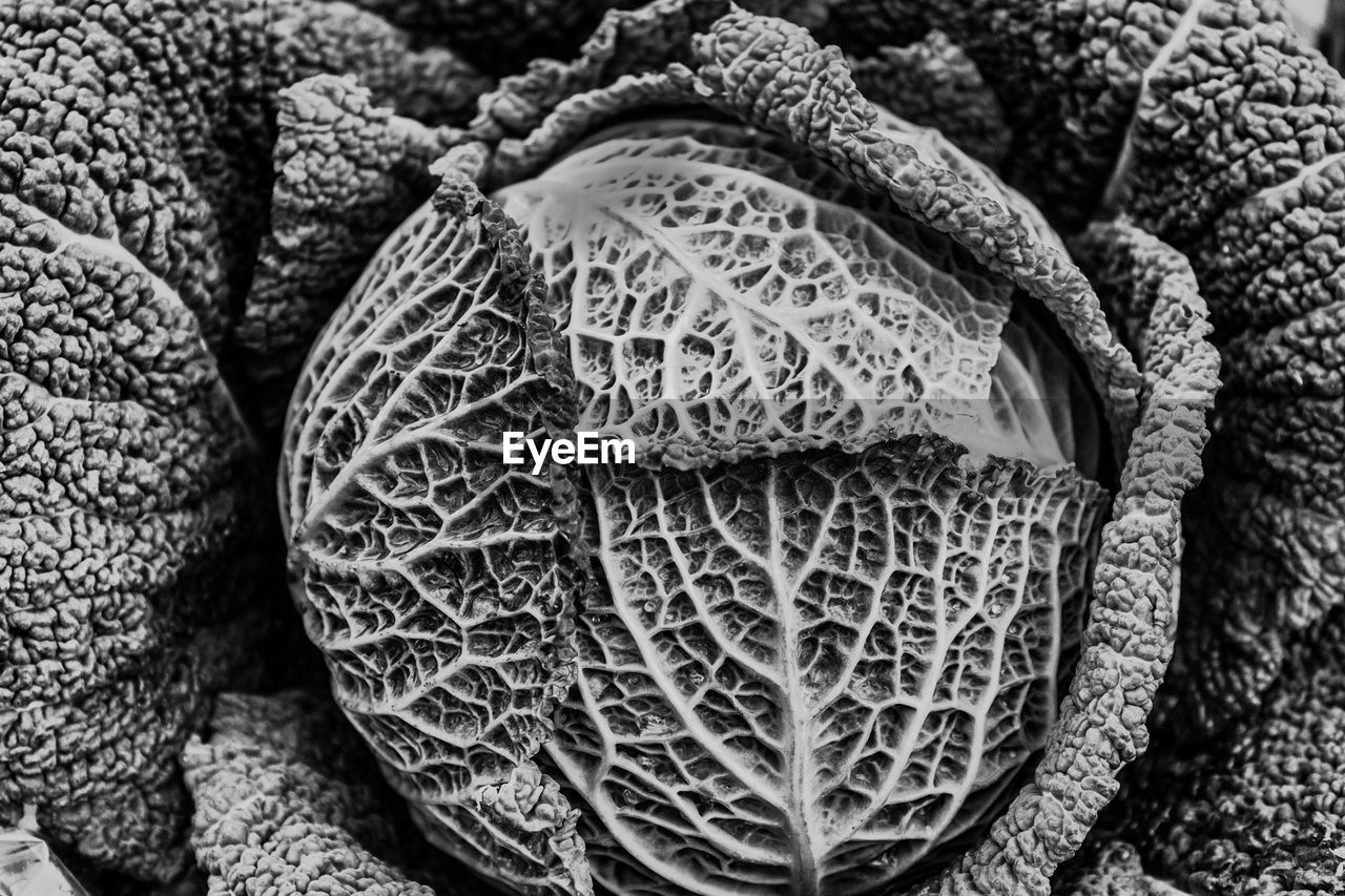 Black and white green cabbage 