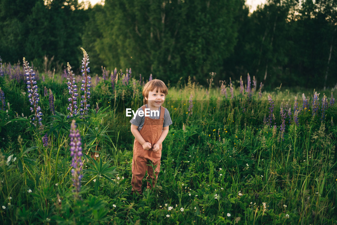 Child walks in a lupine field in the summer evening at sunset