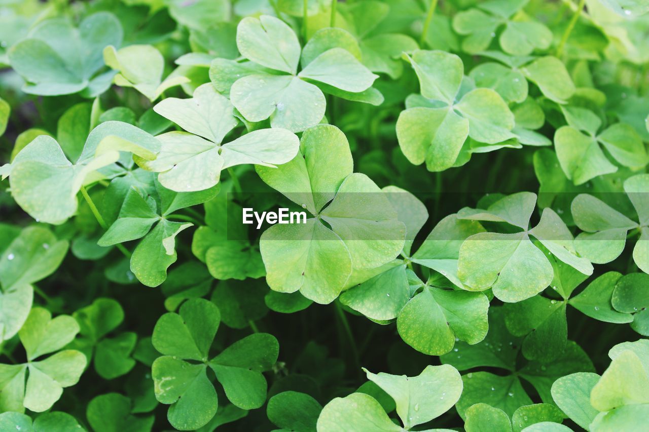 High angle view of clover leaves