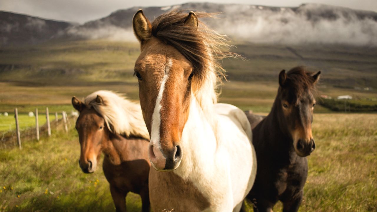 Horses in a field