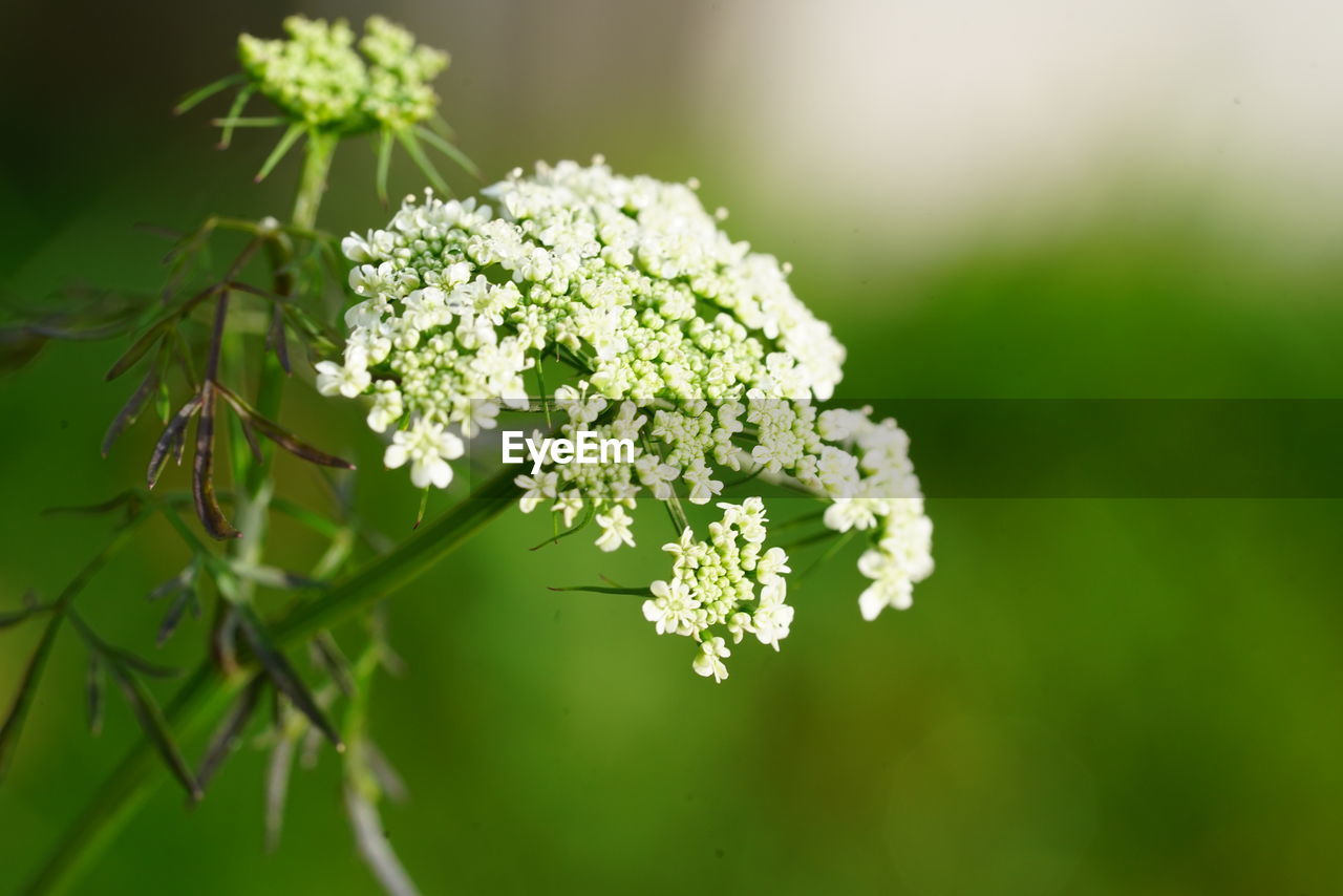 Close-up of white flowering plant