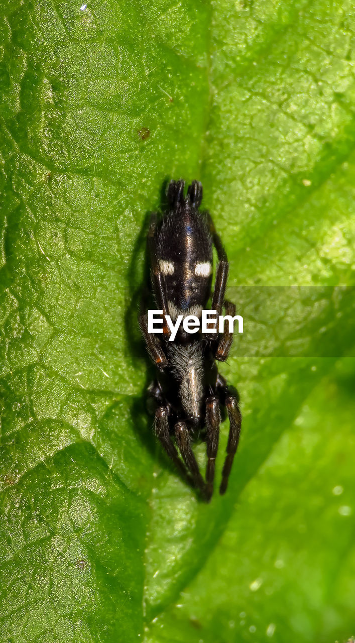 CLOSE-UP OF SPIDER IN THE GREEN LEAF