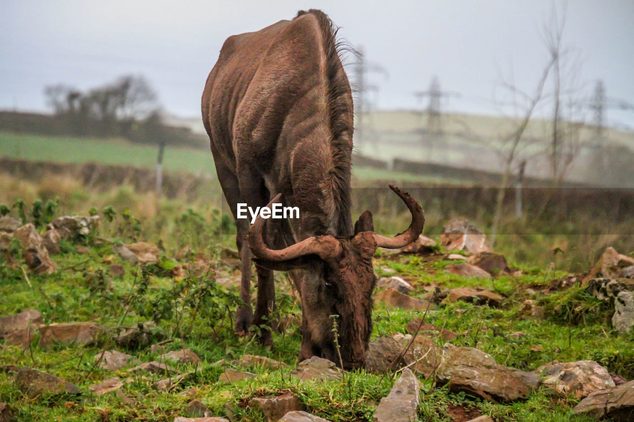 HORSE GRAZING ON FIELD