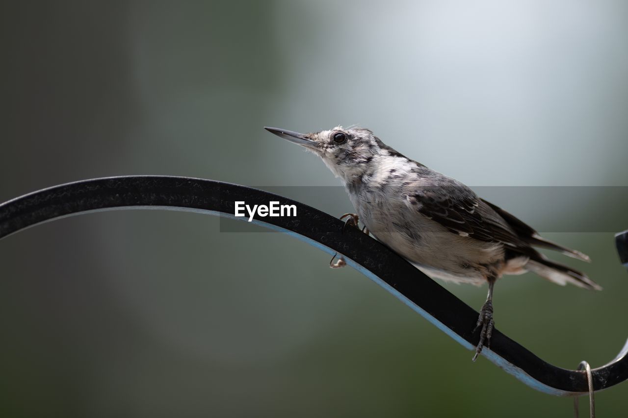 CLOSE-UP OF BIRD PERCHING ON A TREE