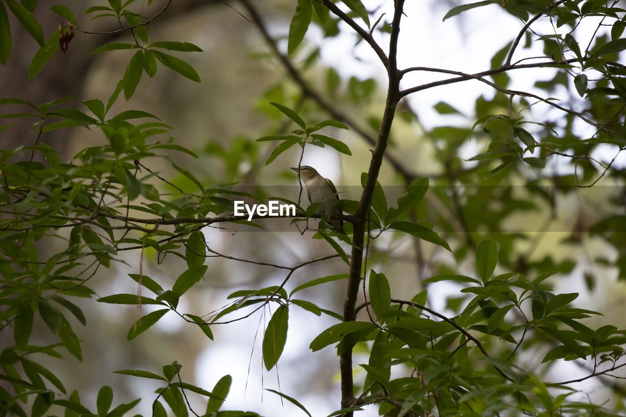 BIRD PERCHING ON A BRANCH