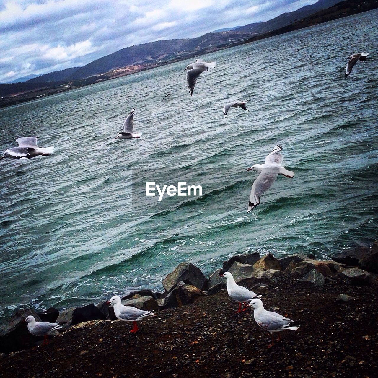 SEAGULL FLYING OVER SEA