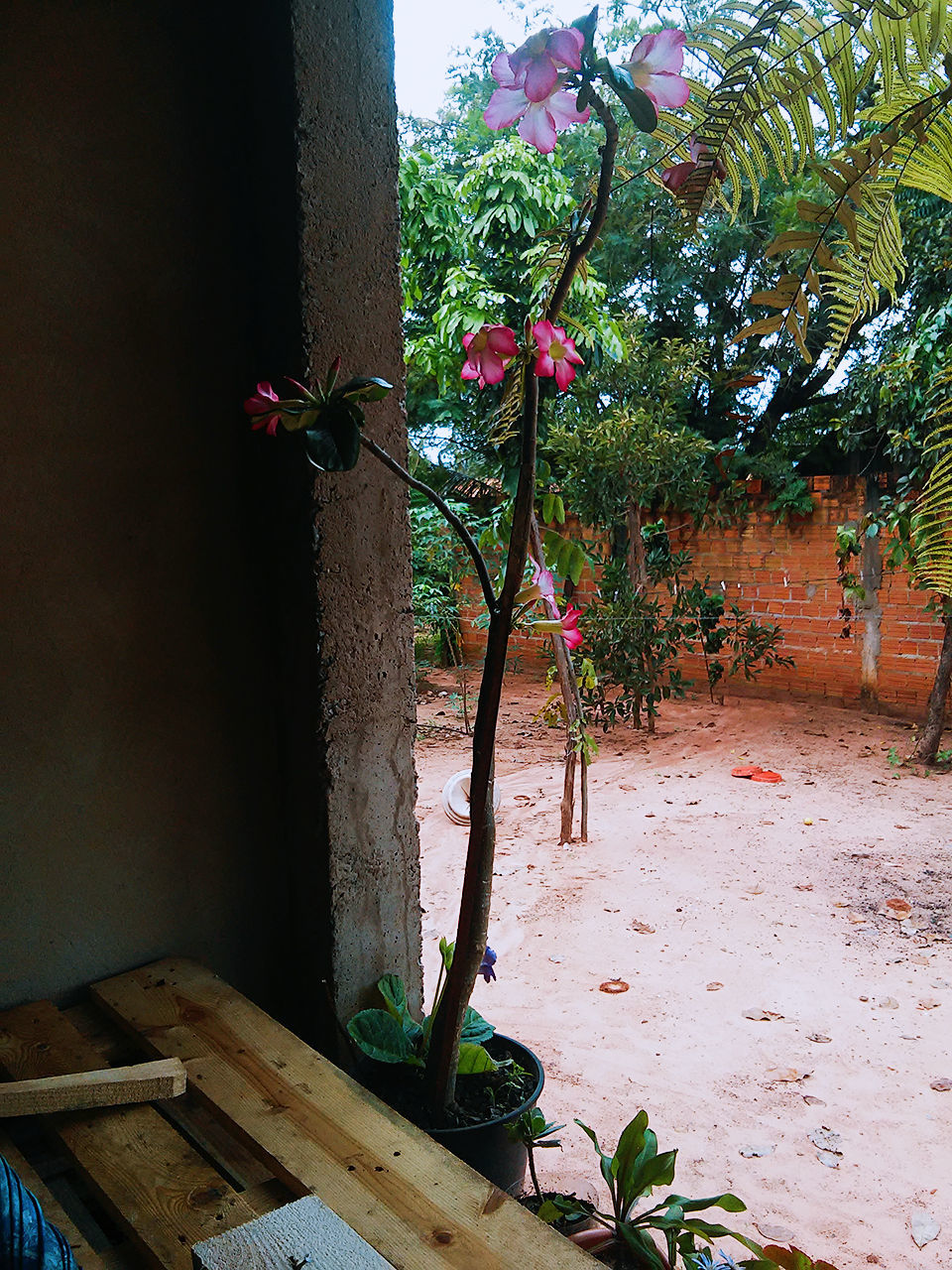 PLANT WITH TREE IN BACKGROUND