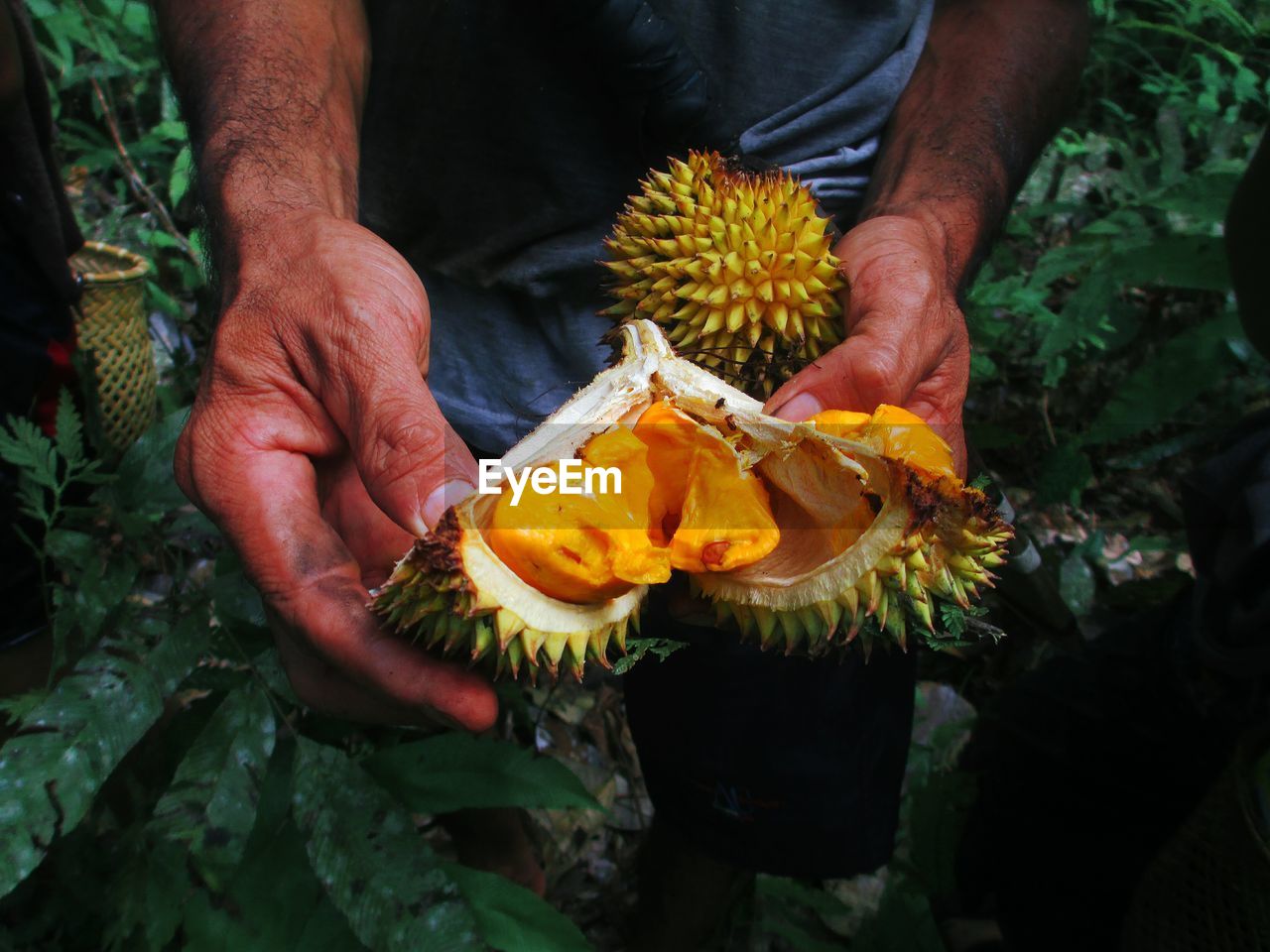 Midsection of man holding durian at farm