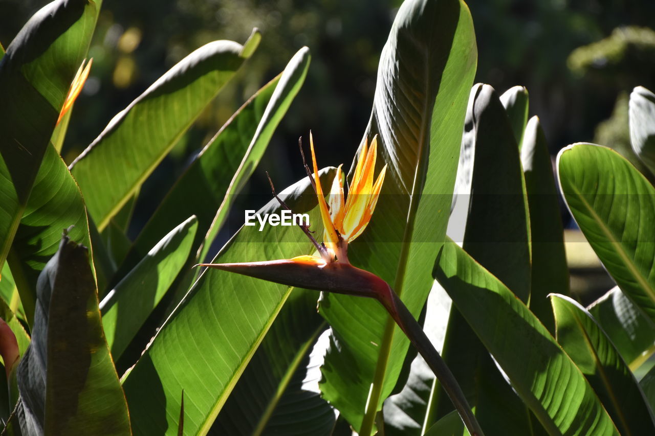 CLOSE-UP OF GREEN PLANT ON RED FLOWERING PLANTS