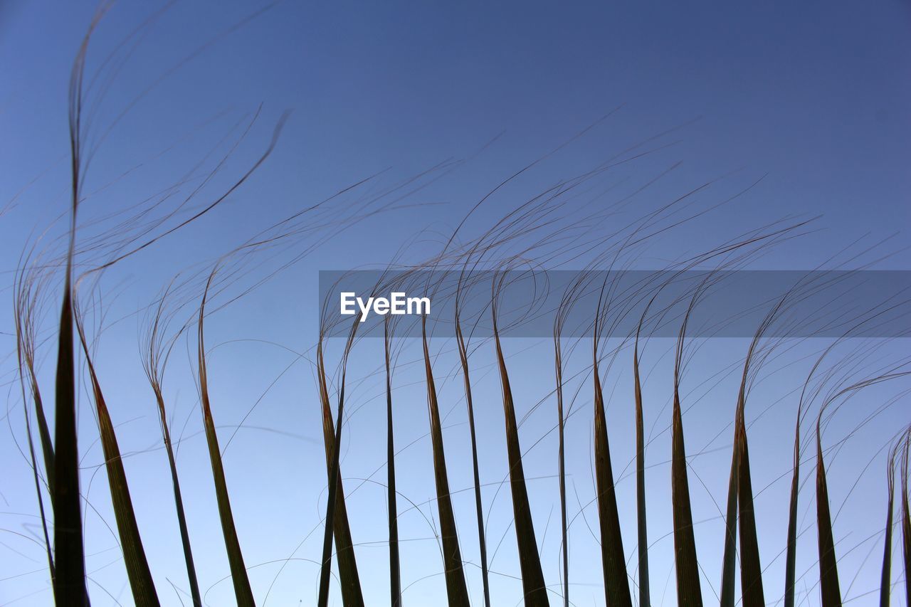 Low angle view of silhouette plants against blue sky