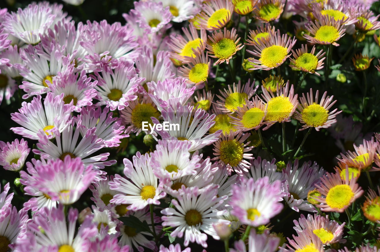 Close-up of pink flowering plants