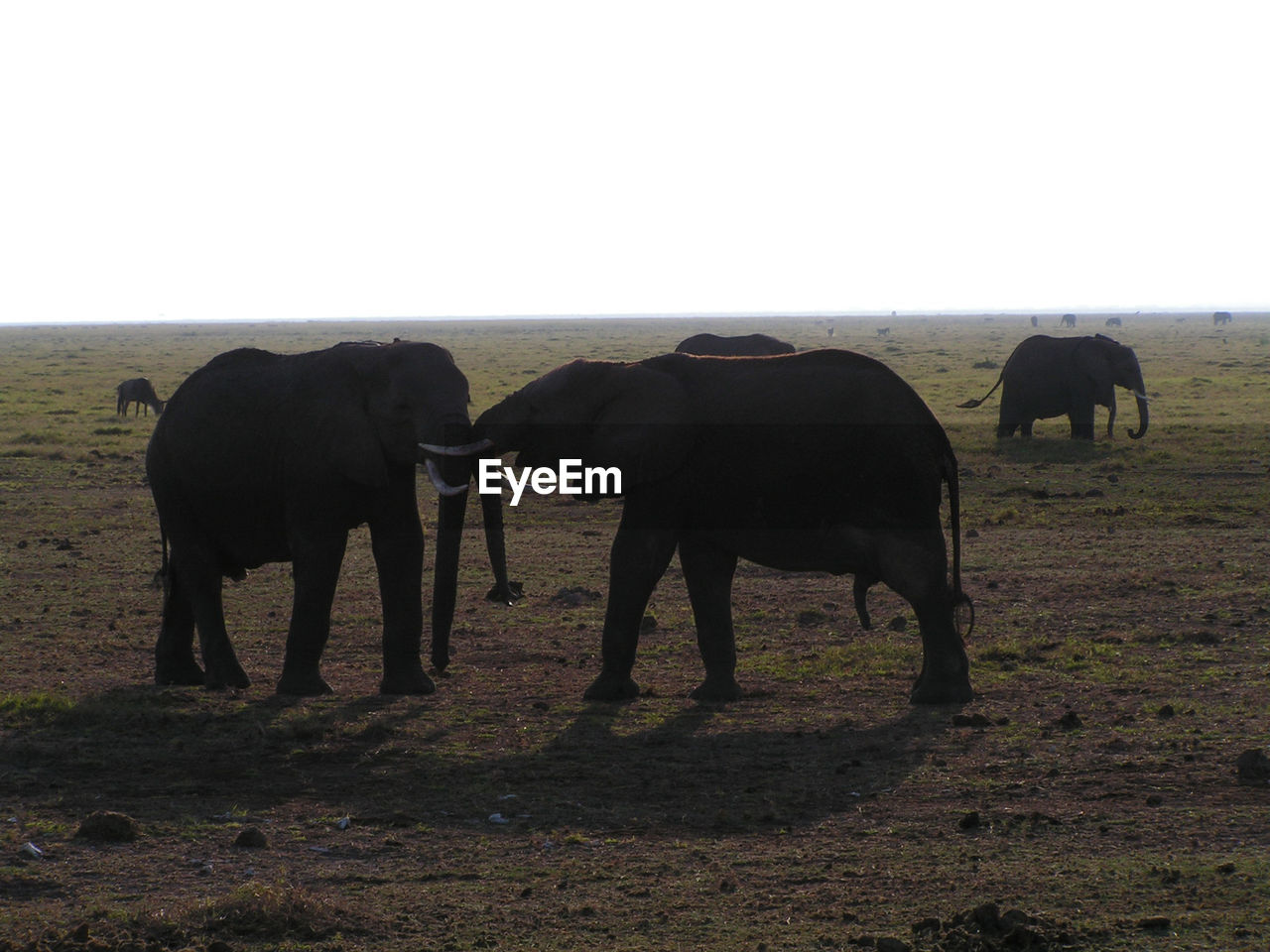 Horses on landscape against clear sky