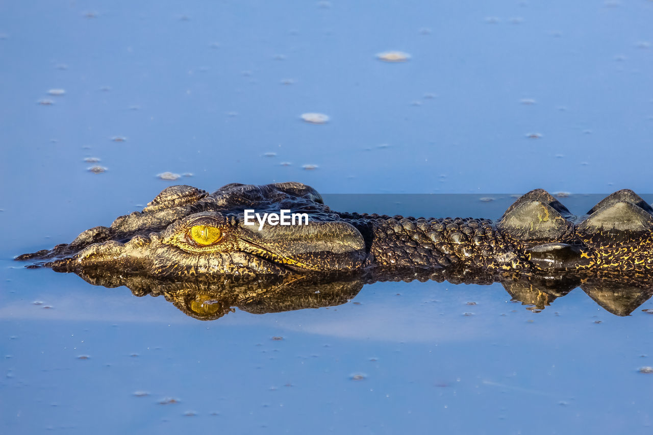Close-up of saltwater crocodile floating on the river surface