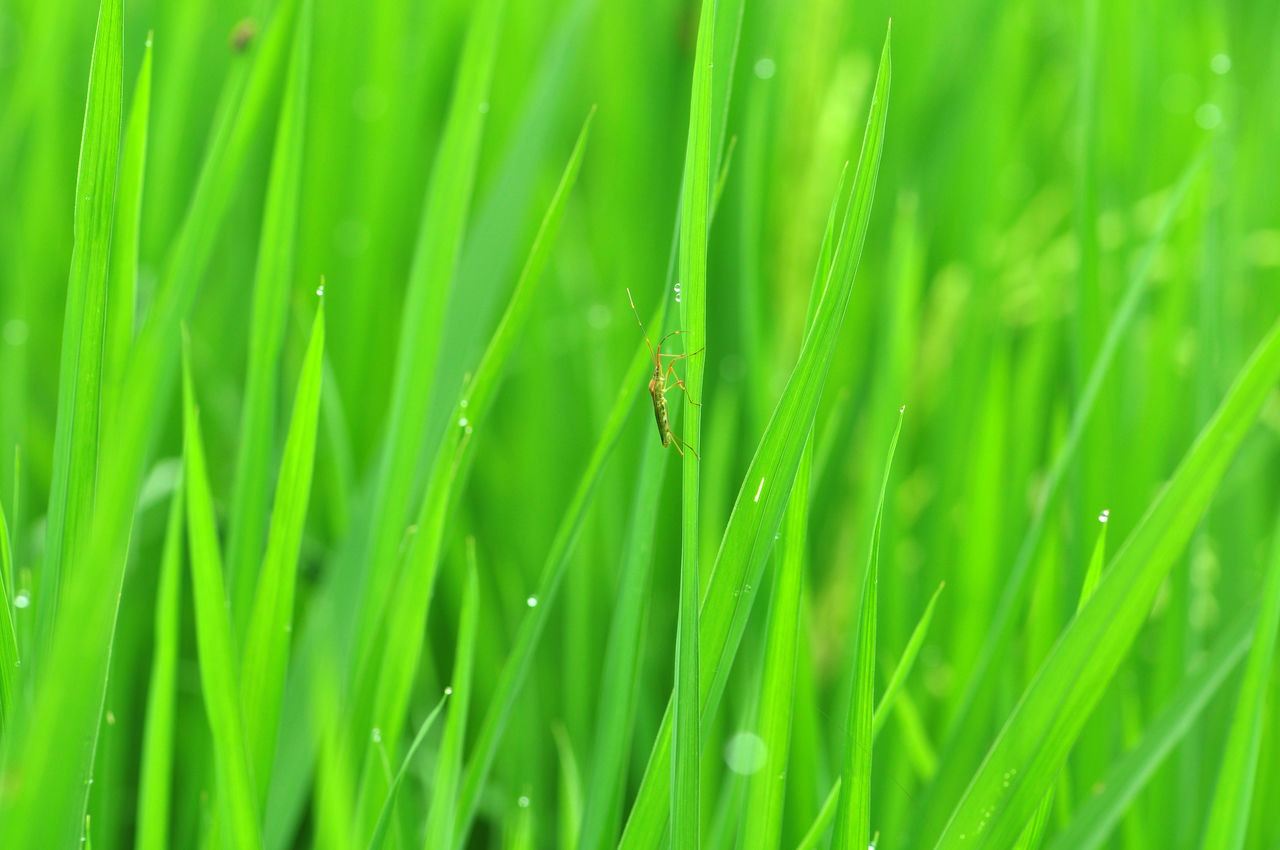 CLOSE-UP OF INSECT ON PLANT