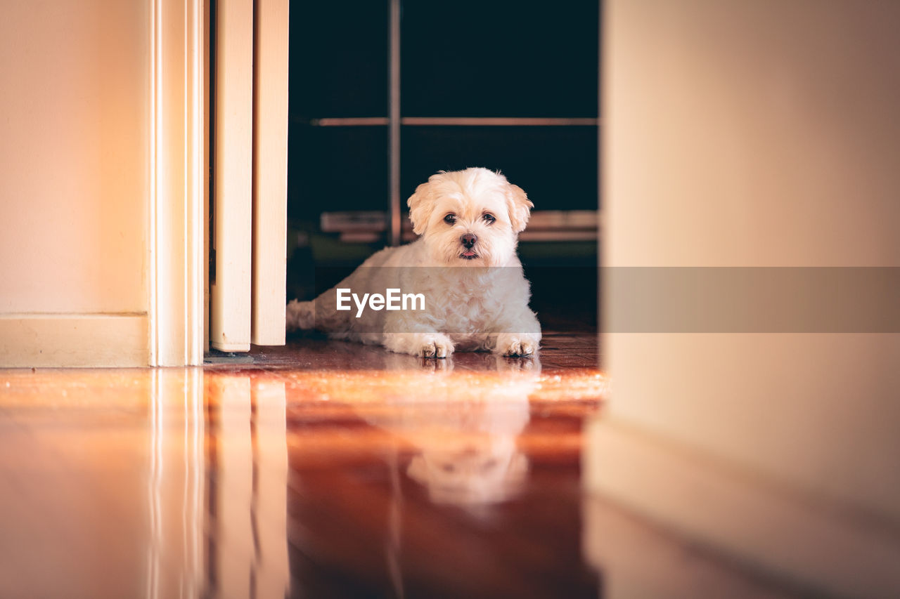 CLOSE-UP PORTRAIT OF DOG ON HOME