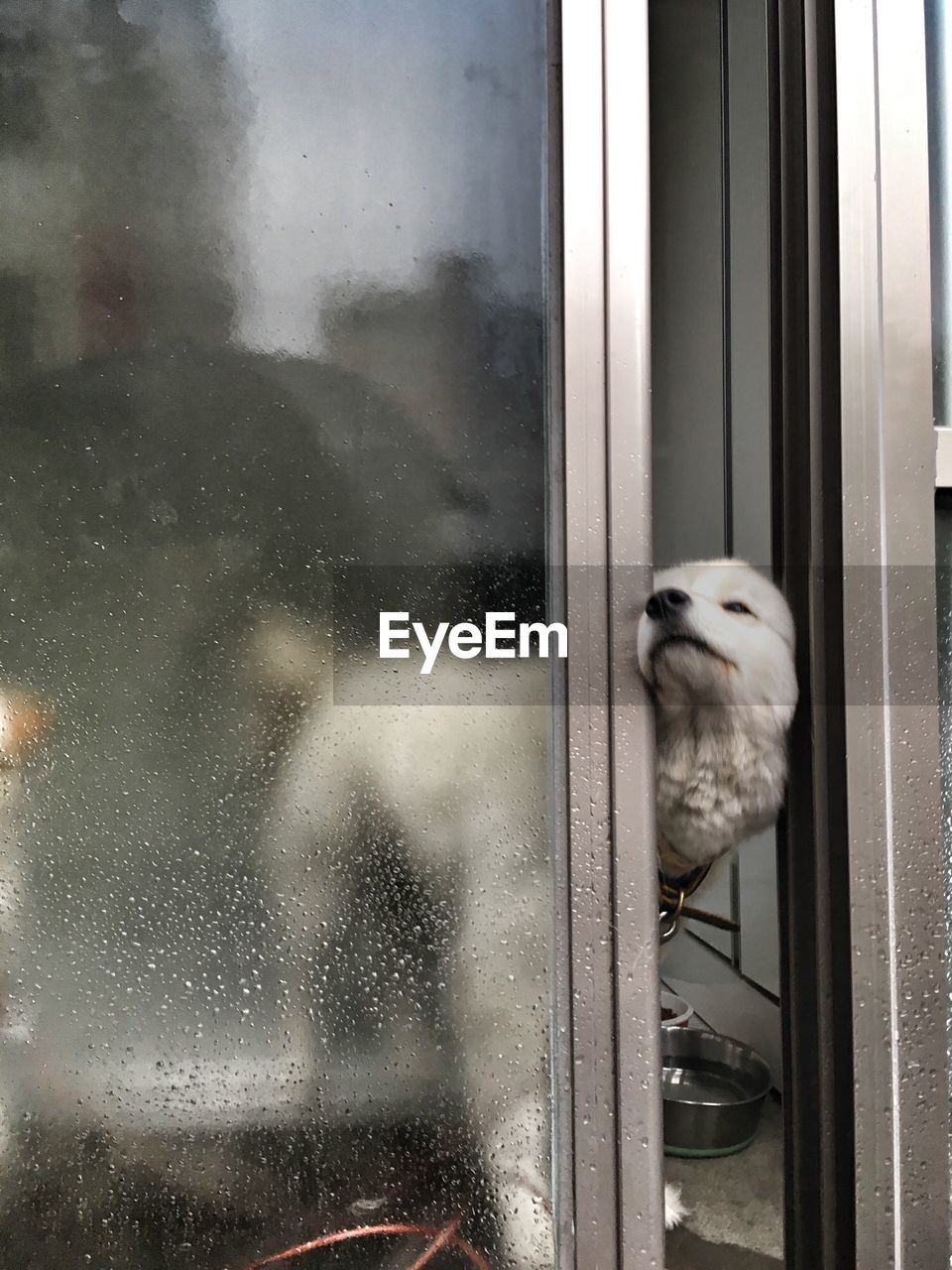 DOG LOOKING THROUGH WINDOW