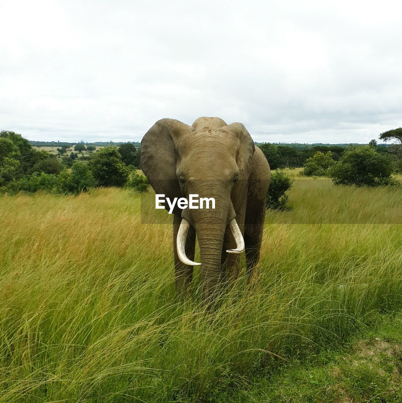 View of elephant on field