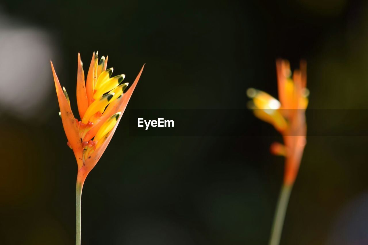 Close-up of flowers