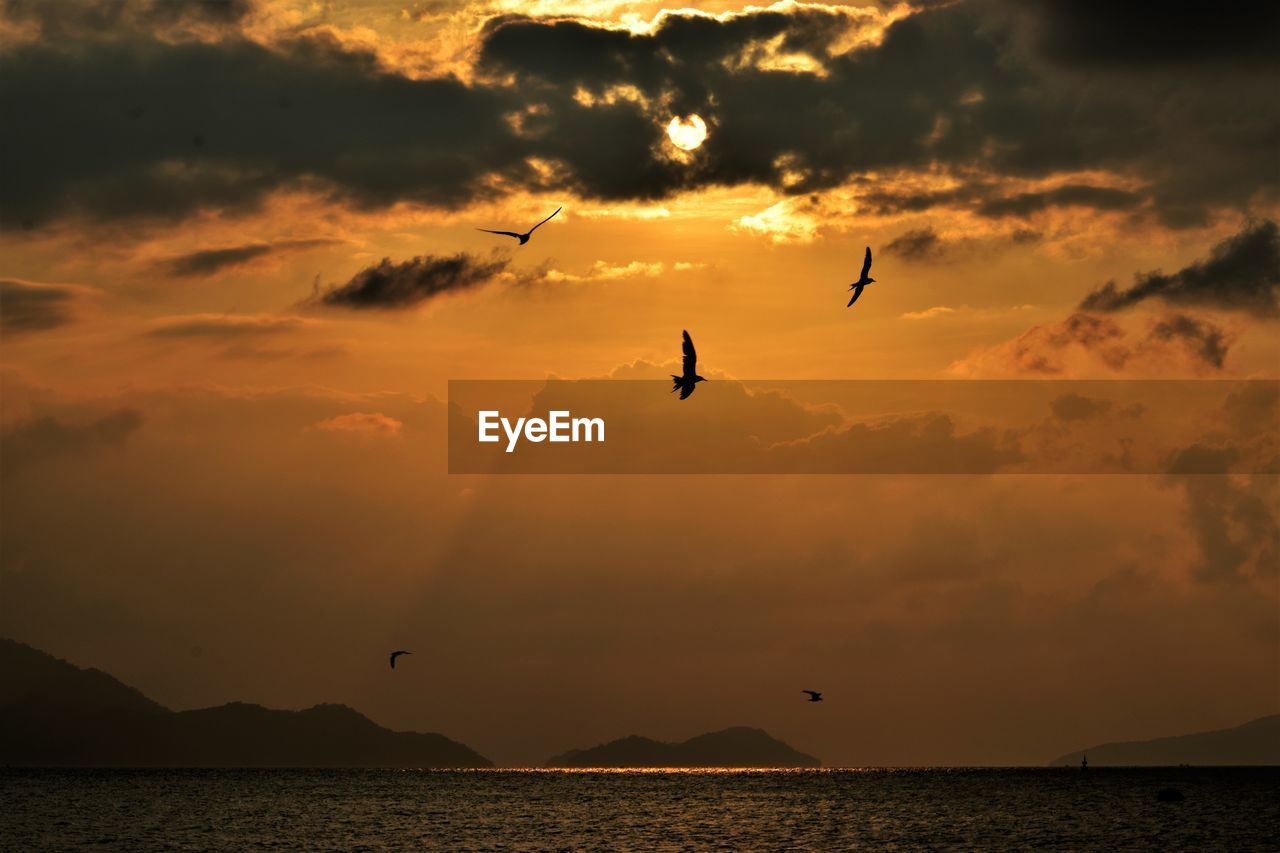 SILHOUETTE BIRDS FLYING OVER SEA DURING SUNSET